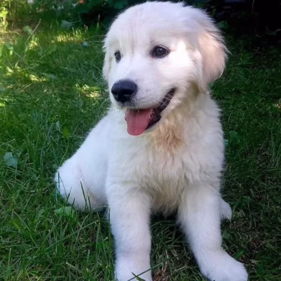 Golden Retriever Girl Looking for New Owners in Houston (Texas)