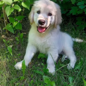 Golden Retriever Girl Looking for New Owners in Houston (Texas)