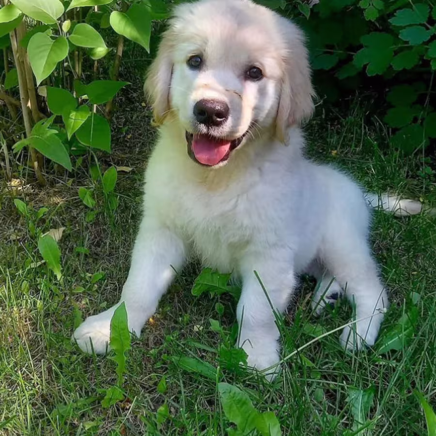 Golden Retriever Girl Looking for New Owners in Houston (Texas)