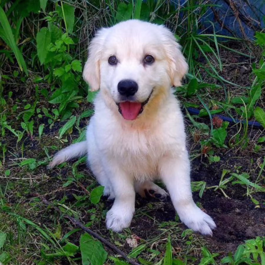 Golden Retriever Girl Looking for New Owners in Houston (Texas)