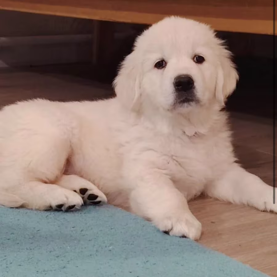 Golden Retriever Boy Looking for a Home in Brooklyn (New York)