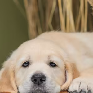 Golden Retriever Boy Looking for a Home in Brooklyn (New York)