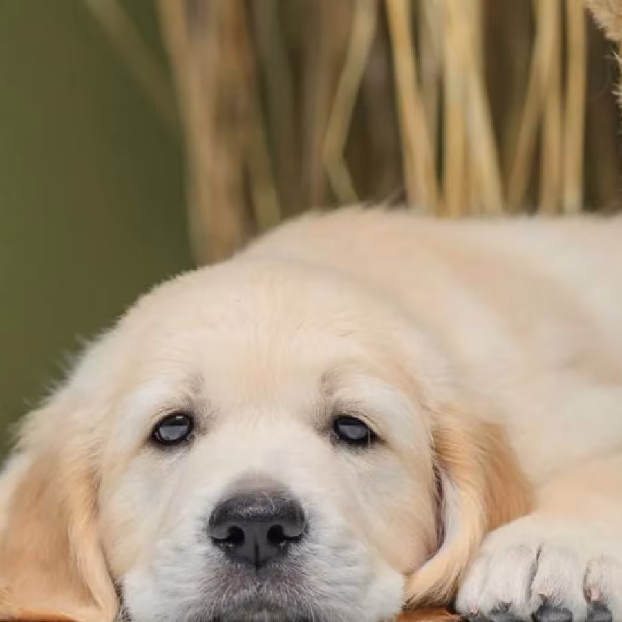 Golden Retriever Boy Looking for a Home in Brooklyn (New York)