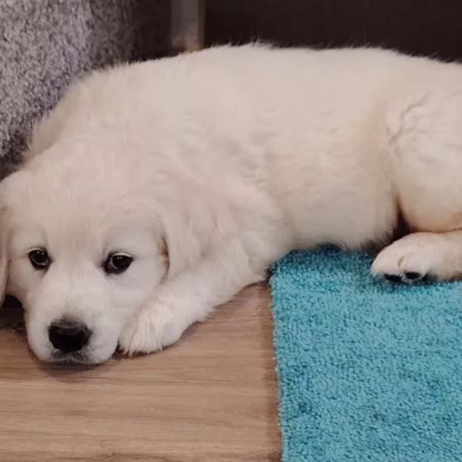 Golden Retriever Boy Looking for a Home in Brooklyn (New York)