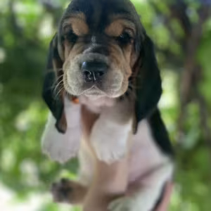 Basset Hound Puppies for Sale in Houston (Texas)