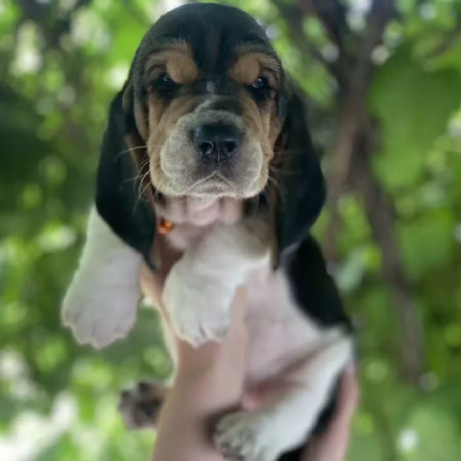 Basset Hound Puppies for Sale in Houston (Texas)
