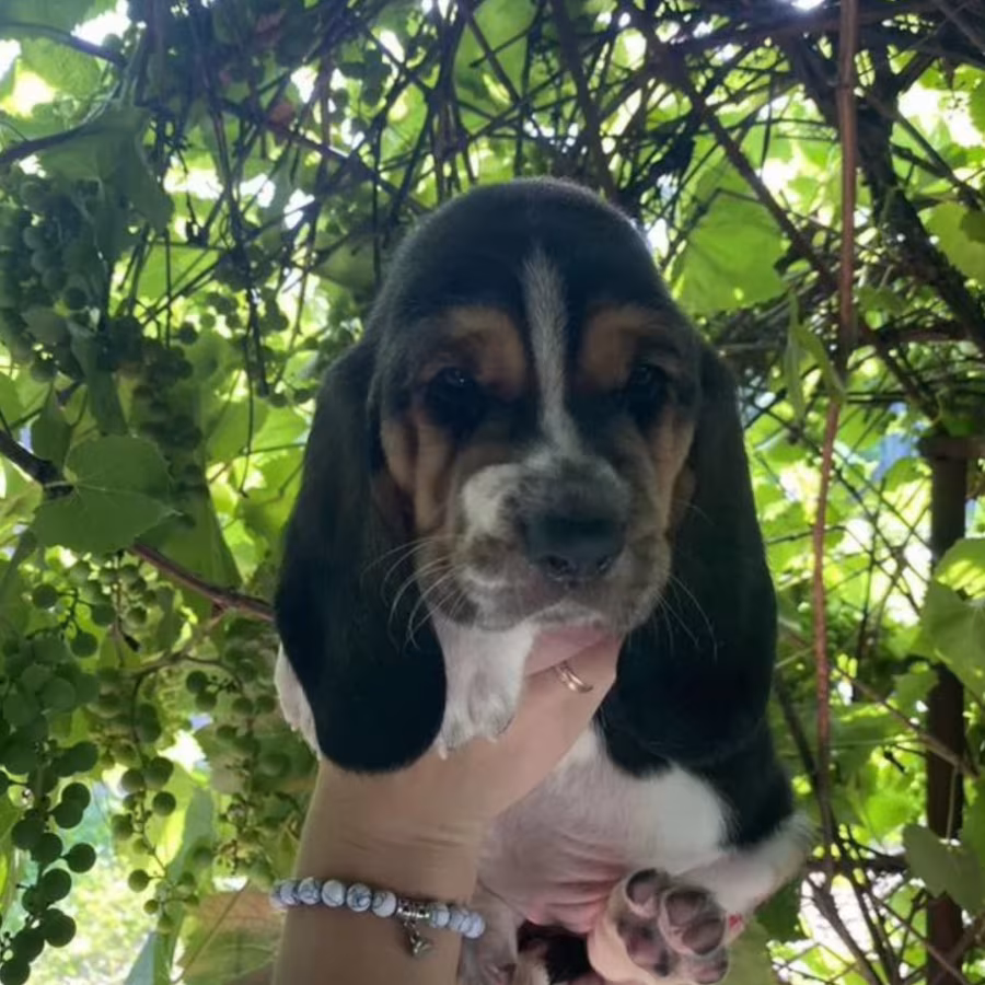 Basset Hound Puppies for Sale in Houston (Texas)