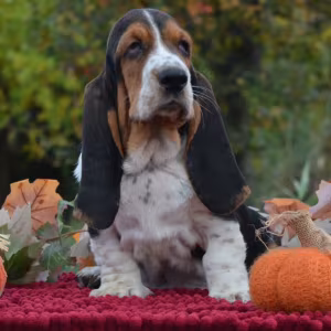 Basset Hound Puppy Looking for a Home in San Diego (California)