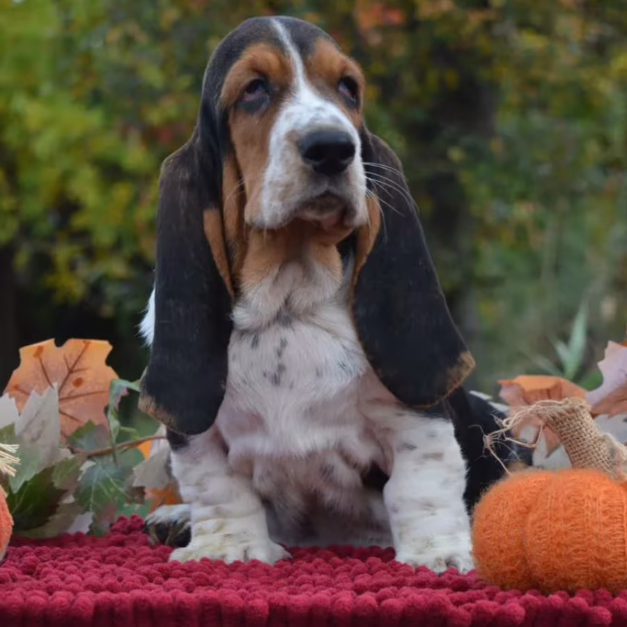 Basset Hound Puppy Looking for a Home in San Diego (California)