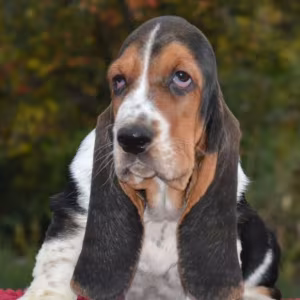 Basset Hound Puppy Looking for a Home in San Diego (California)