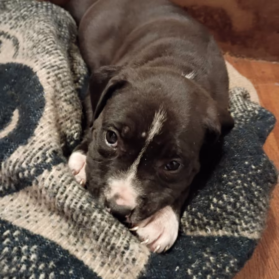 EXOTIC STAFFY BULLIE GIRL