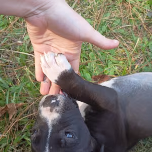 EXOTIC STAFFY BULLIE GIRL