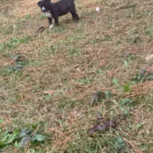 EXOTIC STAFFY BULLIE GIRL