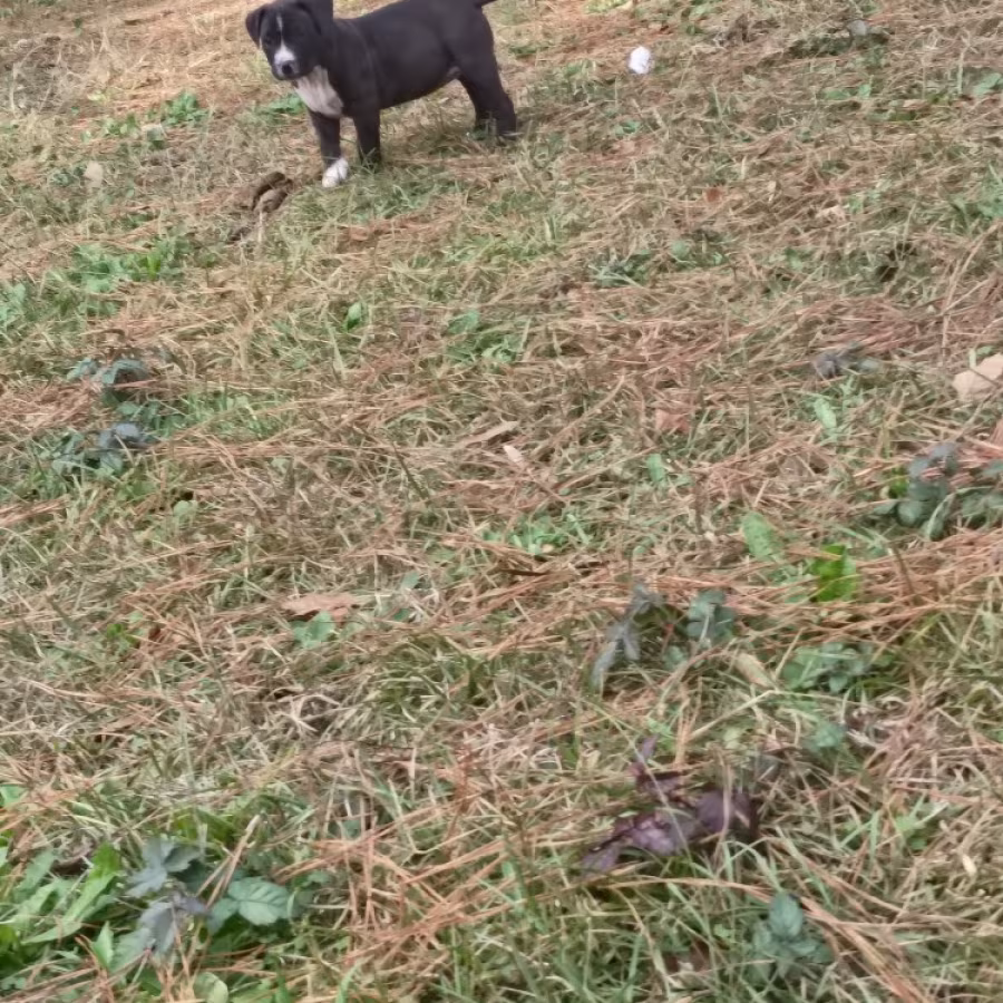 Exotic Bullie Staffy Girl