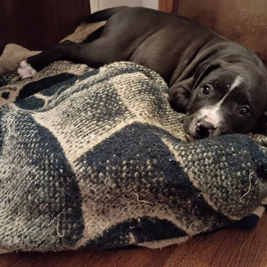 Exotic Bullie Staffy Girl