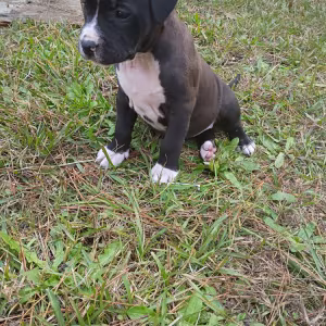 Exotic Bullie Staffy Girl