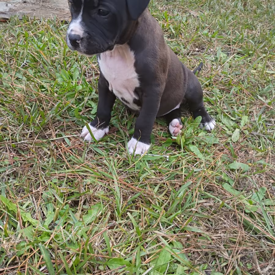 Exotic Bullie Staffy Girl