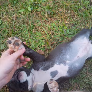 Exotic Bullie Staffy Girl