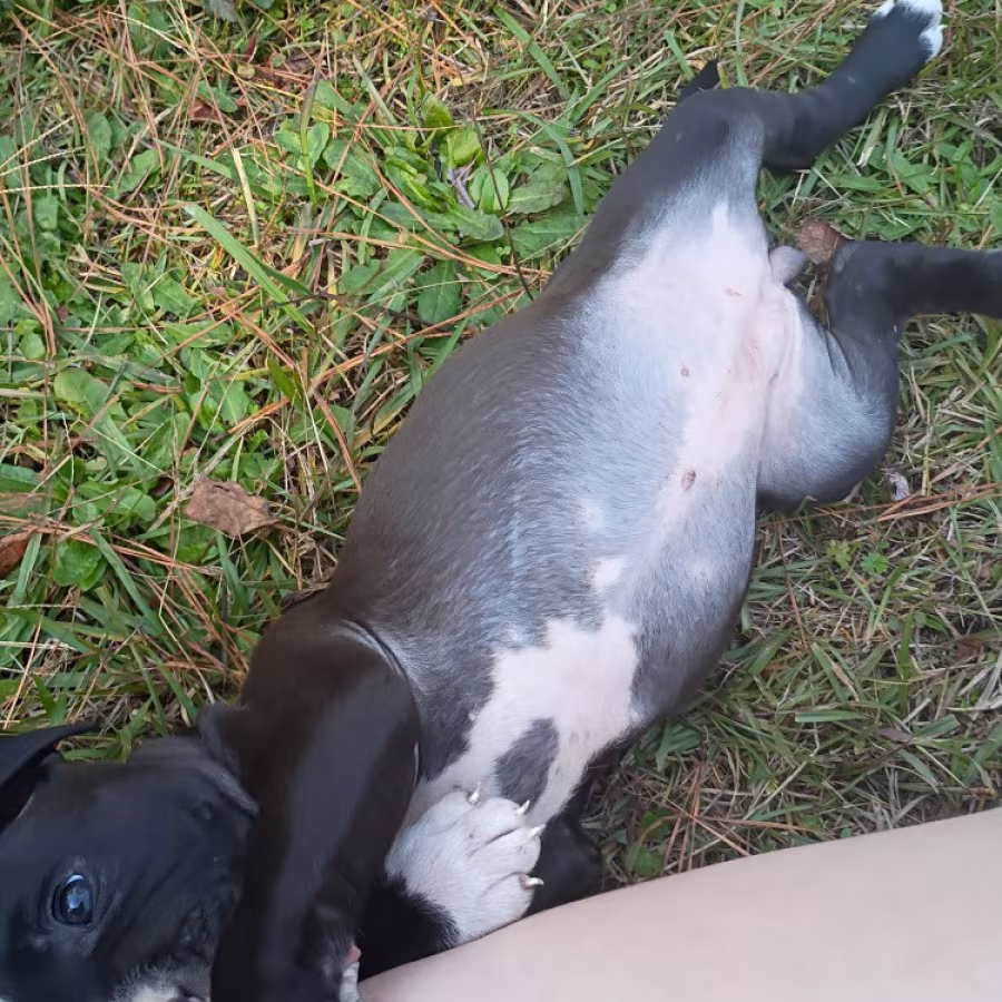 Exotic Bullie Staffy Girl