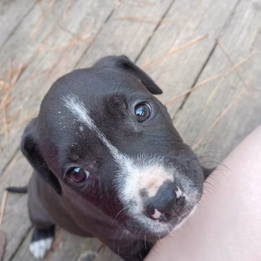 Exotic Bullie Staffy Girl