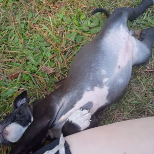 Exotic Bullie Staffy Girl
