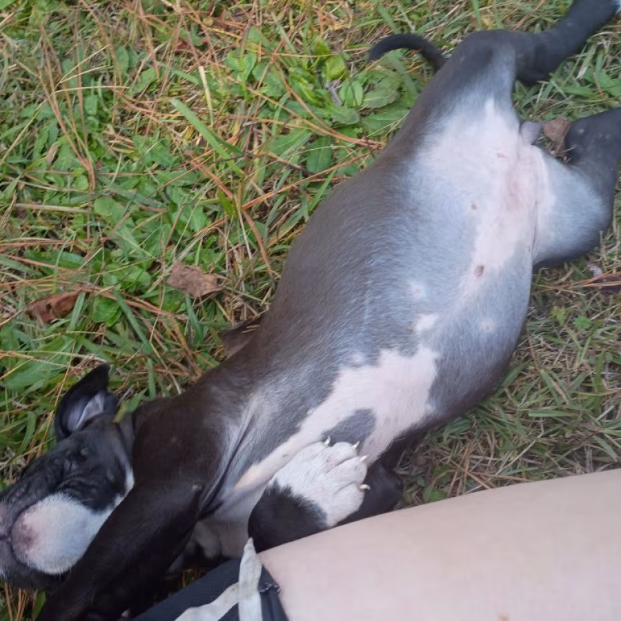 Exotic Bullie Staffy Girl
