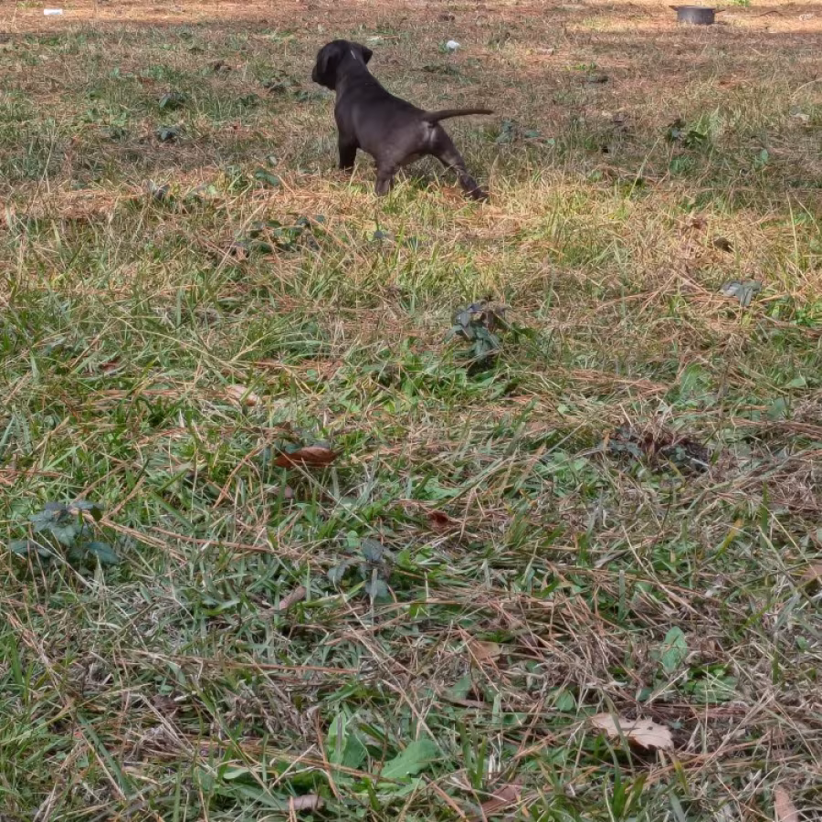 Exotic Bullie Staffy Girl