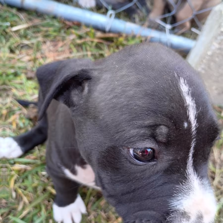 Exotic Bullie Staffy Girl