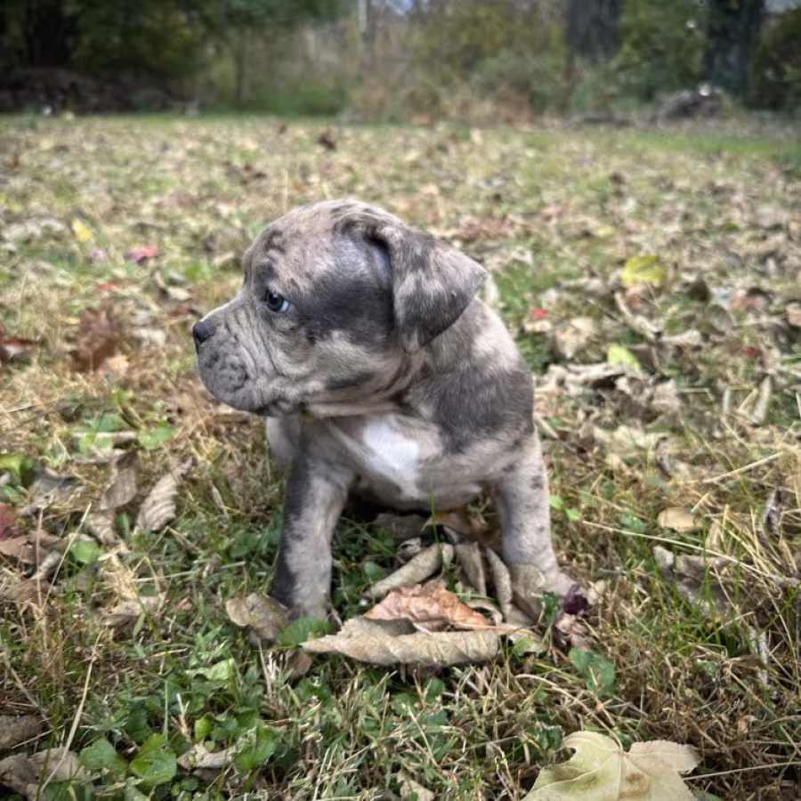 Pure-bred American Bully