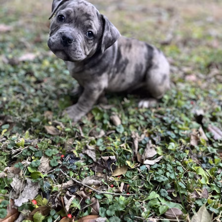 Pure-bred American Bully