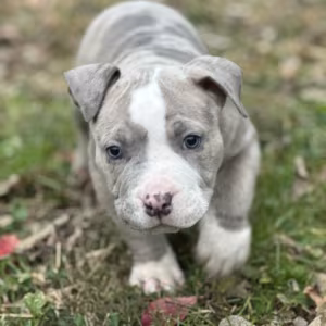 Pure-bred American Bully