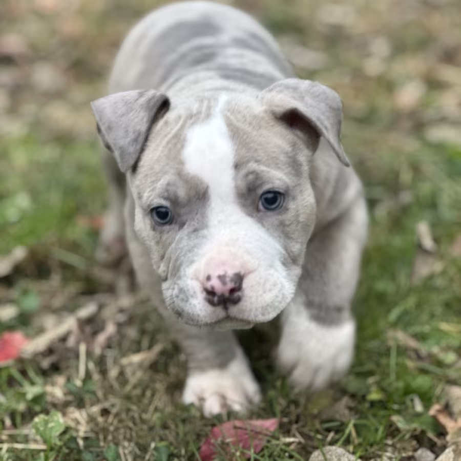 Pure-bred American Bully