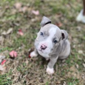 Pure-bred American Bully