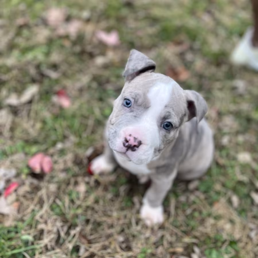 Pure-bred American Bully