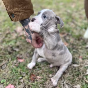 Pure-bred American Bully