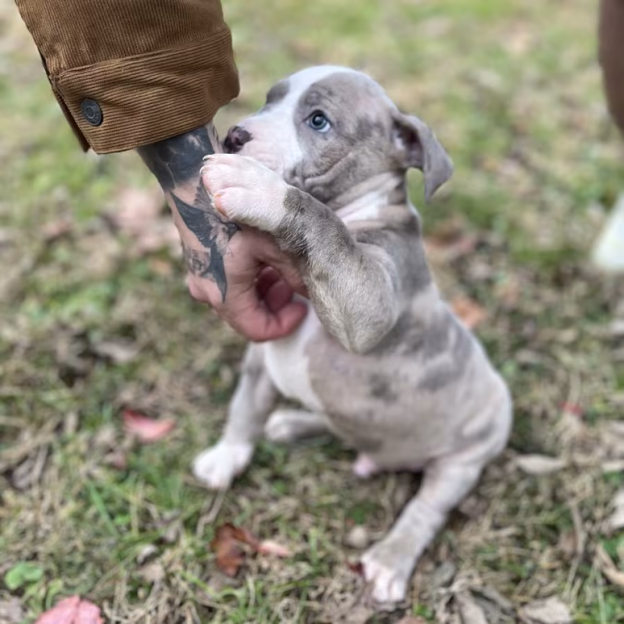 Pure-bred American Bully