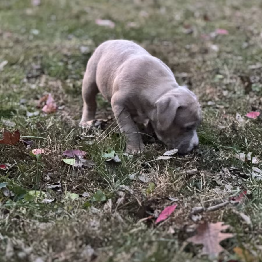 Pure-bred American Bully