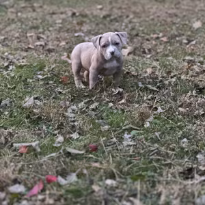 Pure-bred American Bully