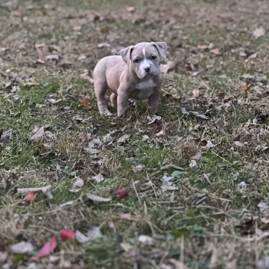 Pure-bred American Bully