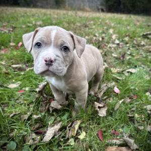 Pure-bred American Bully