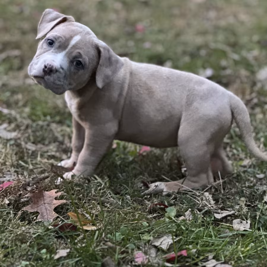 Pure-bred American Bully