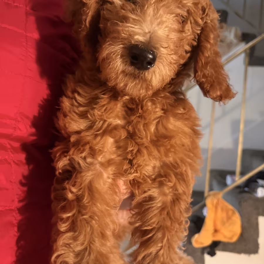 Standard Golden Doodles