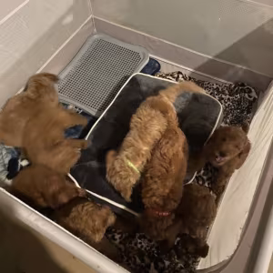 Standard Golden Doodles