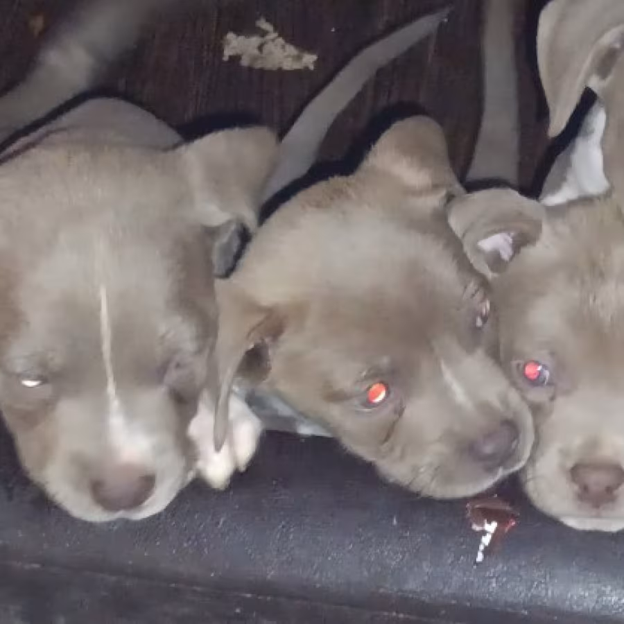 Pitsky Puppies