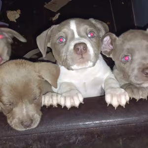Pitsky Puppies