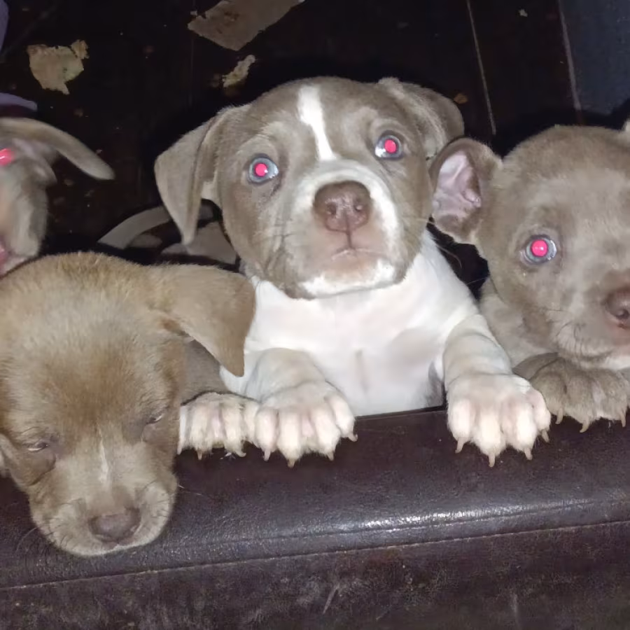 Pitsky Puppies