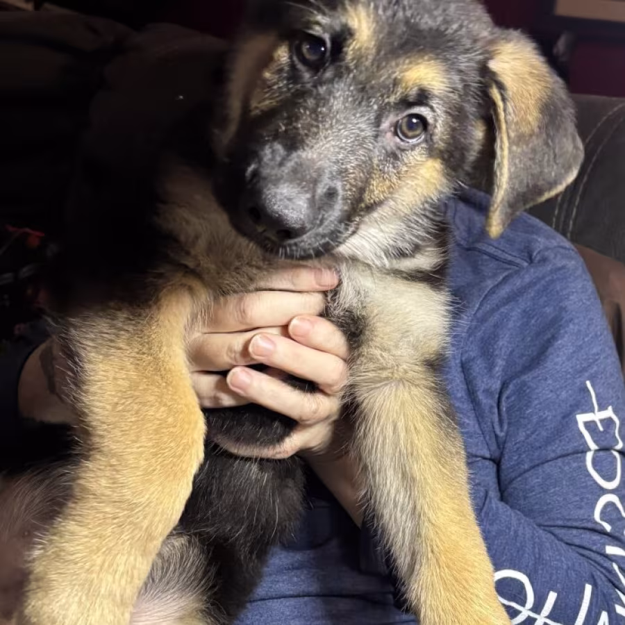 Discounts Available! Gorgeous GSD Pups!!!