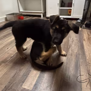 Discounts Available! Gorgeous GSD Pups!!!