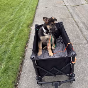 Discounts Available! Gorgeous GSD Pups!!!