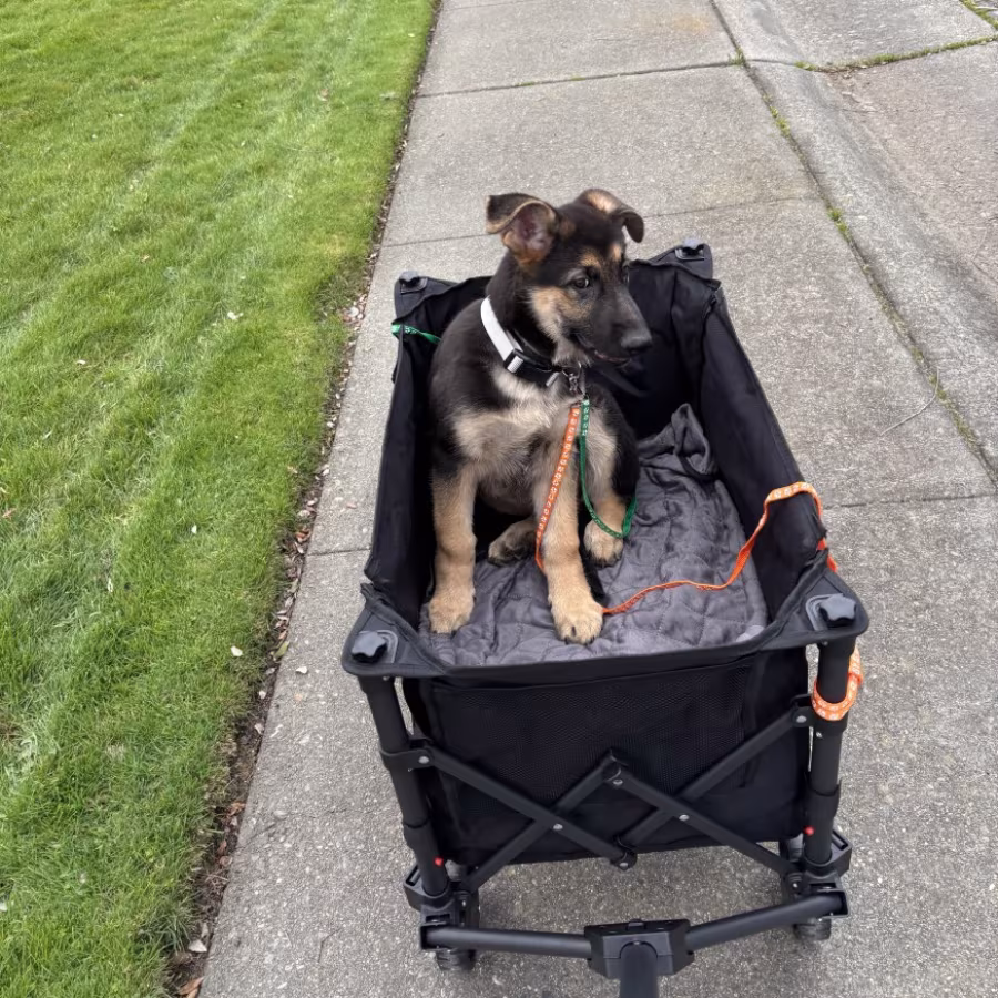 Discounts Available! Gorgeous GSD Pups!!!